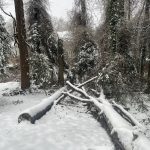My Yard 17