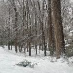 My Yard 19