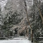 My Yard 2