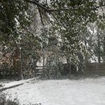 My Yard 20