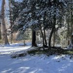 My Yard 29