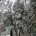My Yard 4