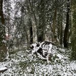 My Yard 6