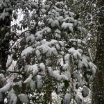 My Yard 9