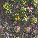 Pansies