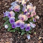 Pansies 2
