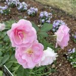 Polyantha Rose