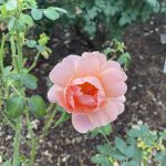 Rose at Lewis Ginter Botanical Garden