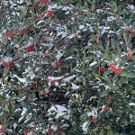 Snow in Hanover, Virginia 12