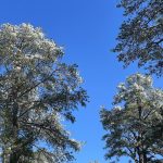 Snow in Hanover, Virginia 14