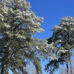 Snow in Hanover, Virginia 15