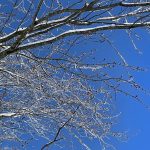 Snow in Hanover, Virginia 19