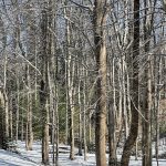 Snow in Hanover, Virginia 29