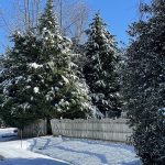 Snow in Hanover, Virginia 9
