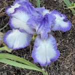 Tall Bearded Iris