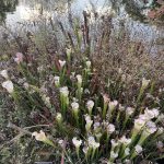White-topped Pitcher Plant