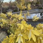 Anisetree