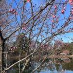 Apricot Tree 2
