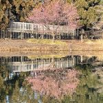 Apricot Tree 3