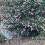 Camellia