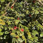 Camellia Japonica
