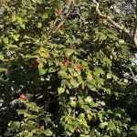 Camellia Japonica 2