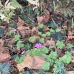 Clover
