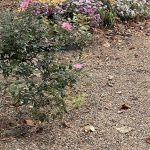 Flower Garden in Hanover, Virginia