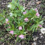 Helleborus