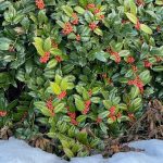Holly and Snow
