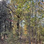 Joseph Bryan Park 27