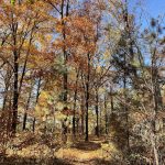 Joseph Bryan Park 5
