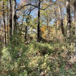 Joseph Bryan Park 6