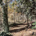Joseph Bryan Park 7