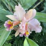 Lewis Ginter Botanical Garden 2