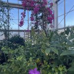 Lewis Ginter Botanical Garden 3