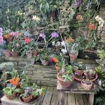 Lewis Ginter Botanical Garden 4