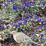 Mourning Dove