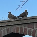 Mourning Doves