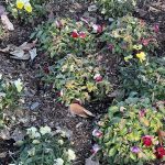Pansies 3