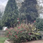 Rose Bush and Canna Lilies