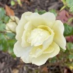 Rose From My Yard