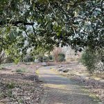 Walking Trail at Lewis Ginter Botanical Garden 2