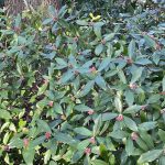 Winter Daphne