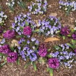 Hyacinth and Pansies