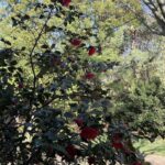 Camellia 11
