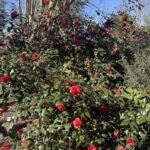 Camellia 12