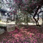 Camellia 14