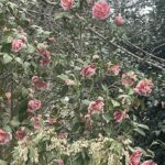 Camellia
