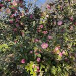 Camellia 16